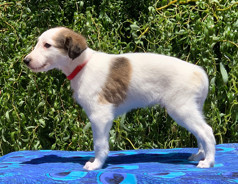 5 weeks - Boy 4 left